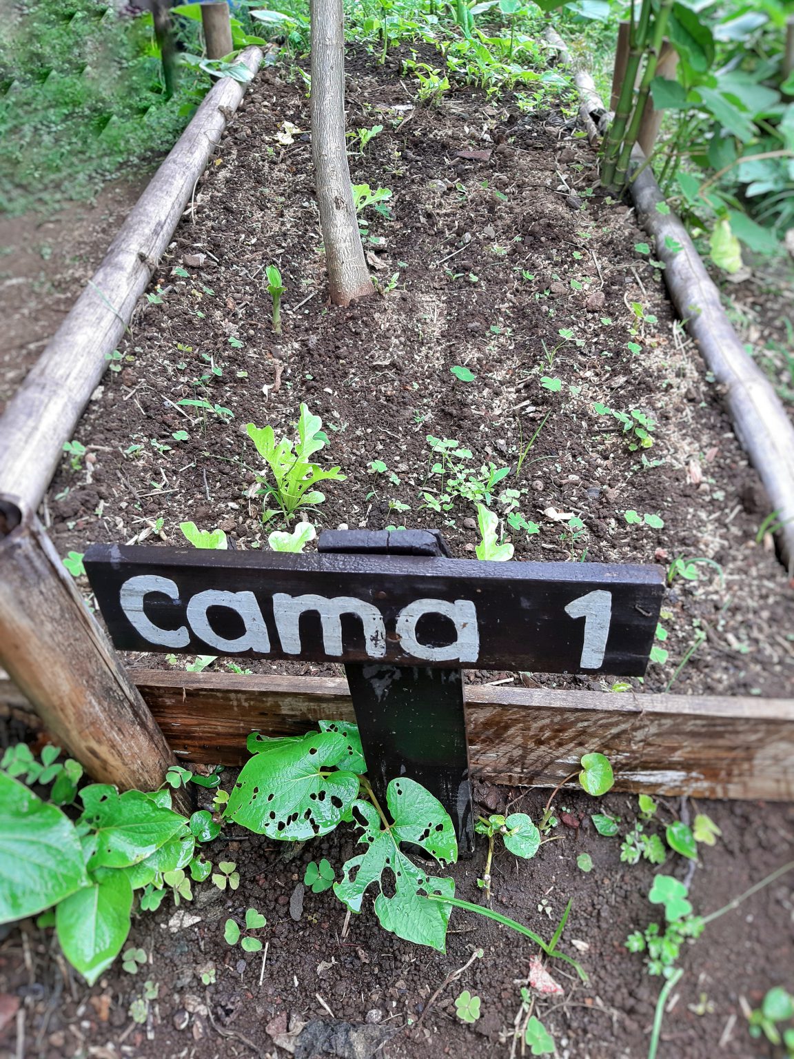 Camas De Cultivo Huerto Agroecol Gico Biolog A