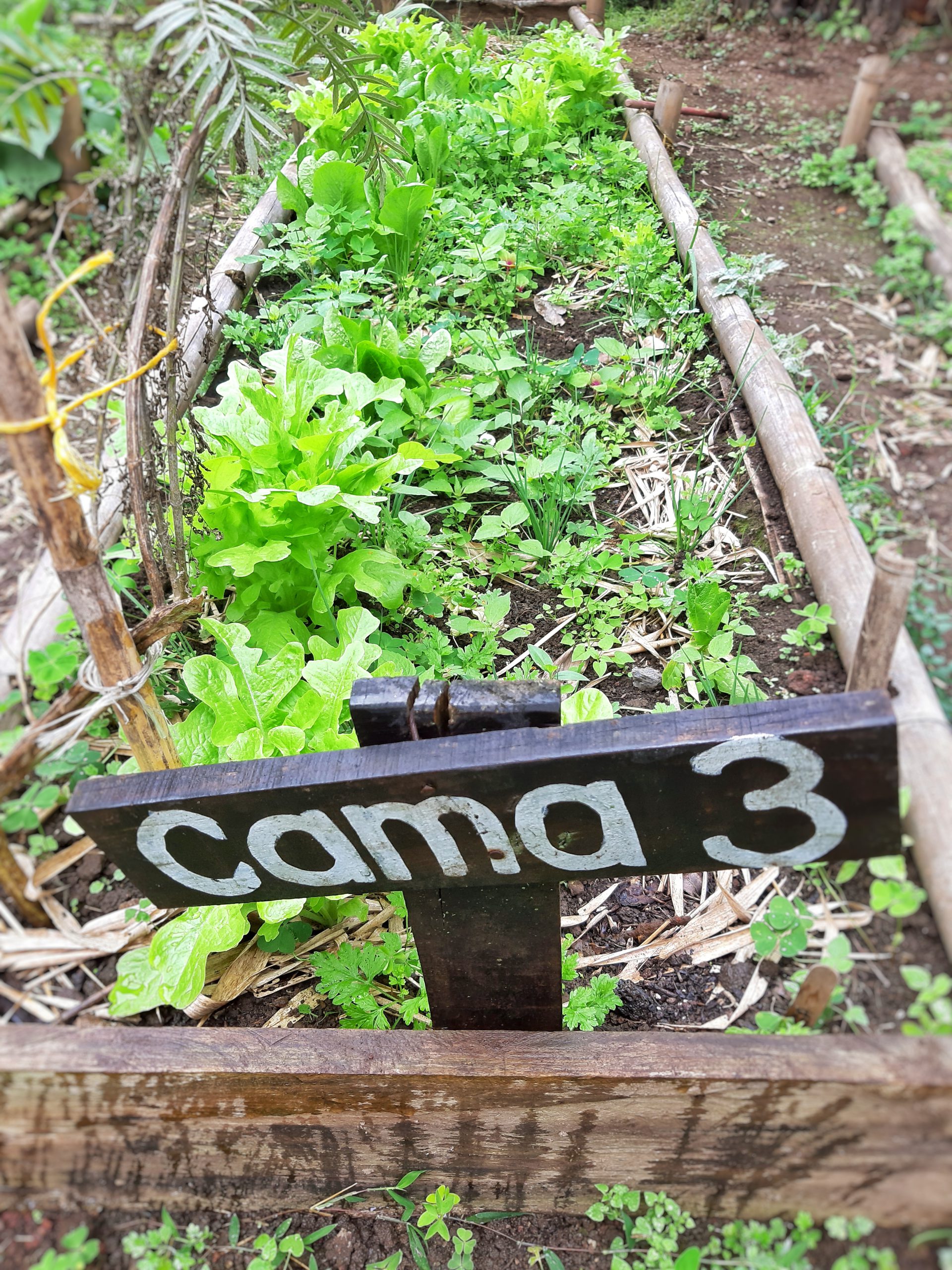 Camas De Cultivo Huerto Agroecol Gico Biolog A