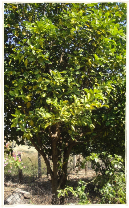 Los pobladores de Palma Sola y lugares cercanos gustan sembrar árboles  frutales cerca de sus casas, por lo que pueden contar con leña al utilizar  las ramas secas de estos árboles. Los