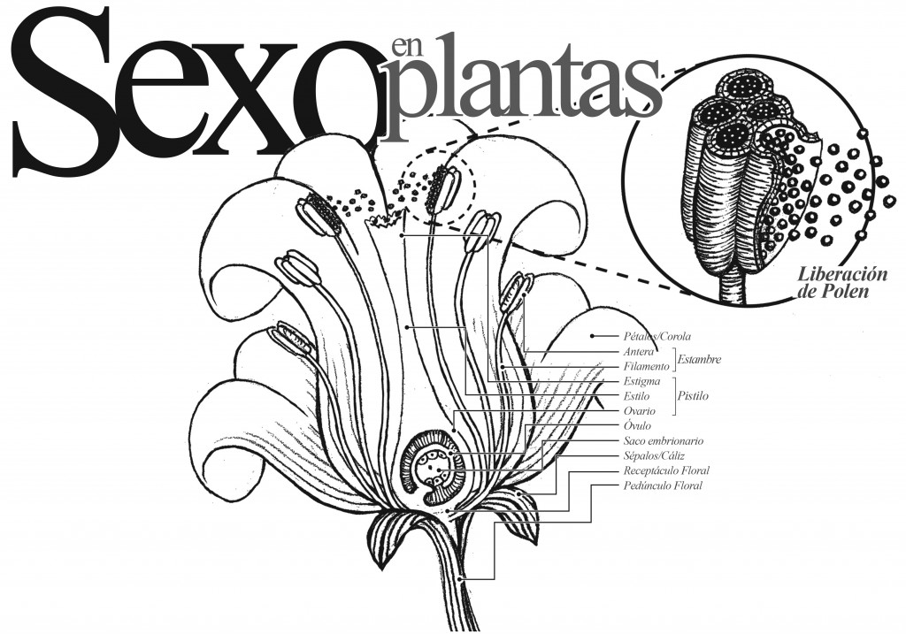 Sexo En Plantas – Dirección De Comunicación De La Ciencia