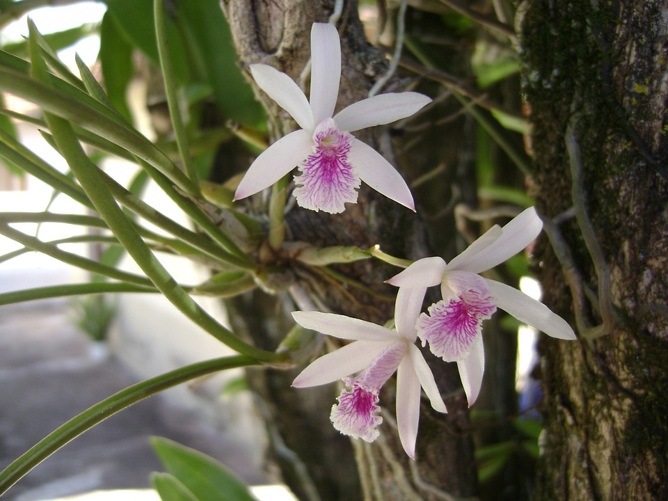 Productores de orquídeas contra saqueadores – Dirección de Comunicación de  la Ciencia