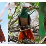 Imagen Egresado de posgrado estudió al colibrí vientre canelo