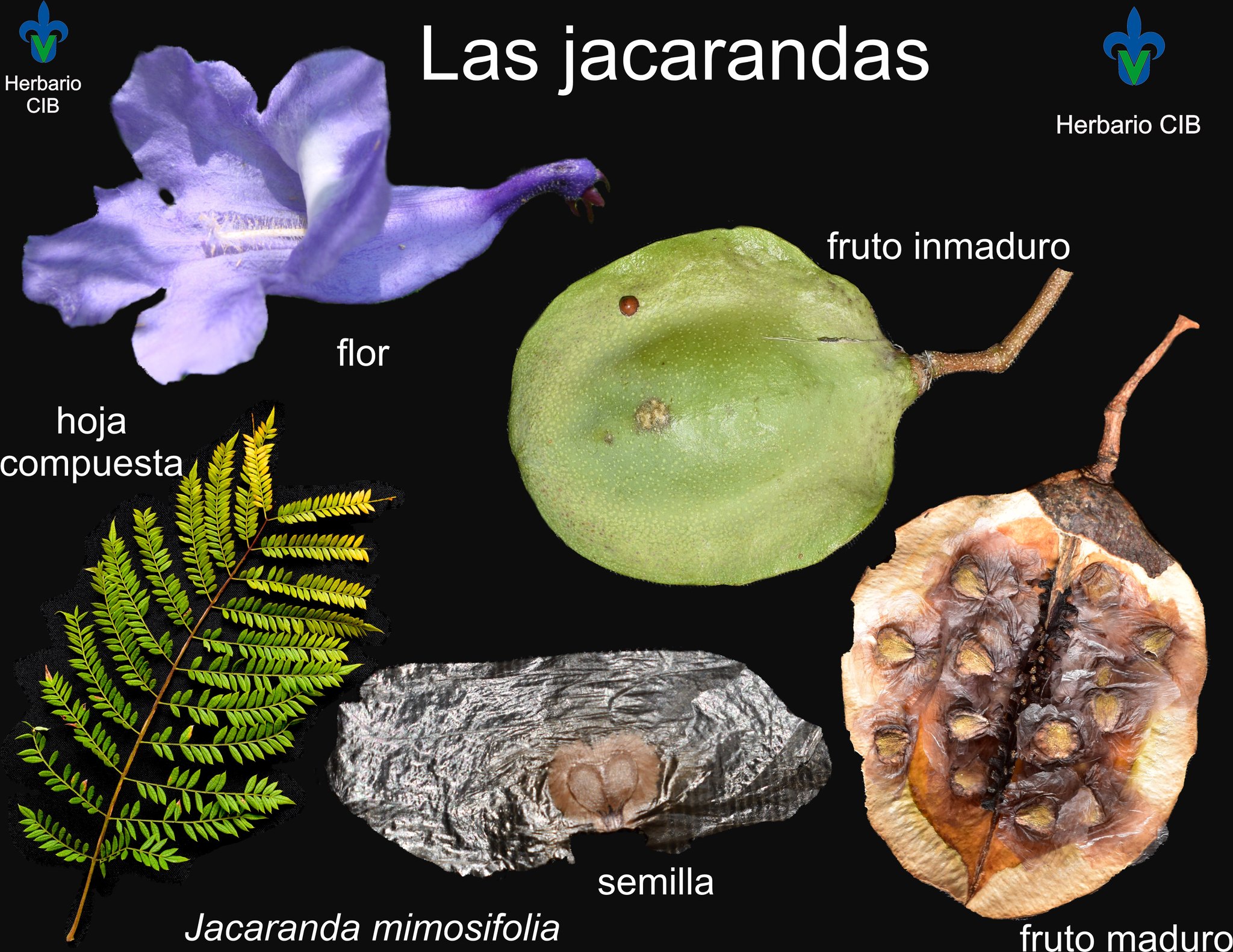 Jacaranda Mimosifolia Ddon Herbario Cib