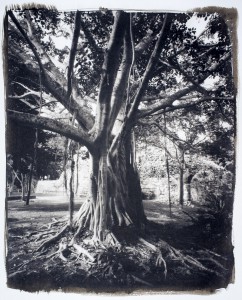 Calakmul, Campeche