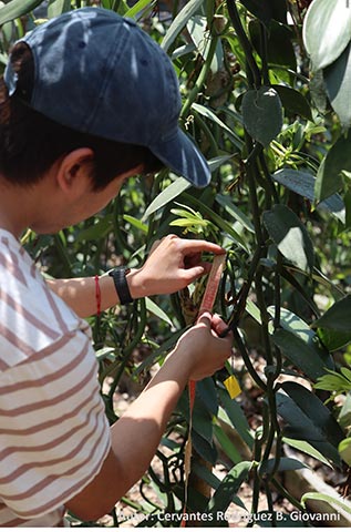 Evaluación de frutos en Vanilla planifolia Jacks 
