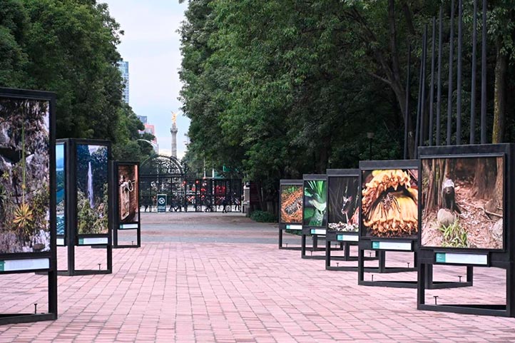 La exposición se ubica en la Galería Juventud Heroica de la Primera Sección del Bosque de Chapultepec