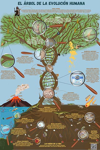 “Árbol de la evolución humana”, infografía autoría de Monserrat Trejo y Osvaldo Torres 