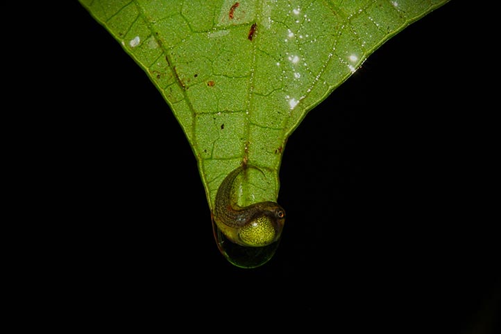 La fotografía que obtuvo el primer lugar fue “Salto de fe”, muestra un renacuajo cayendo al suelo 