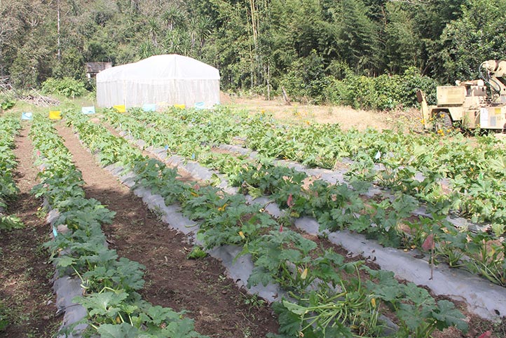 El cultivo se realiza en una superficie de 549 metros cuadrados 