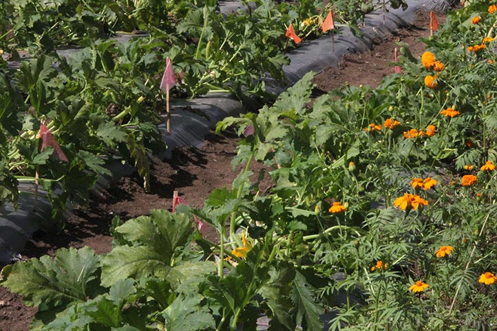 El cempasúchil ahuyenta plagas de la plantación  