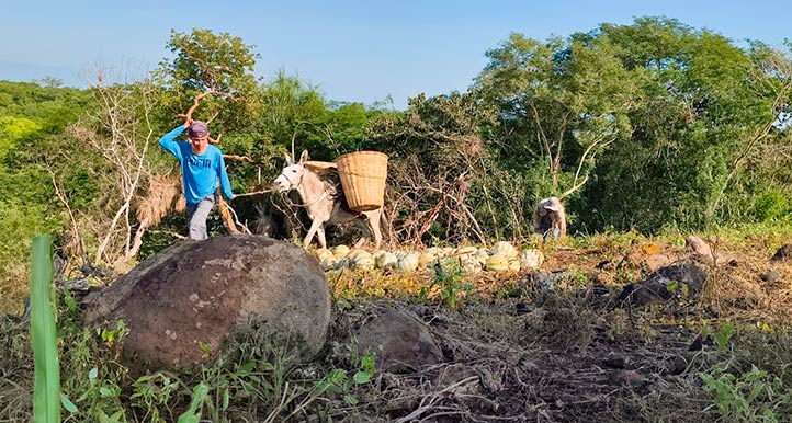 Hato de la Higuera es una población que tiene poco más de 800 habitantes  