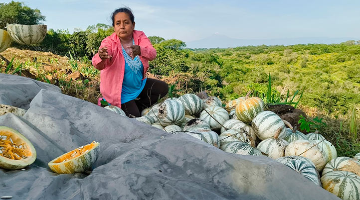 El cultivo de sandía es una de las principales fuentes de ingreso de la localidad 